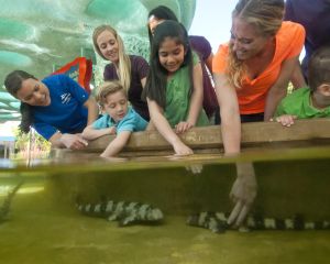 Explorer's Reef family touching sharks